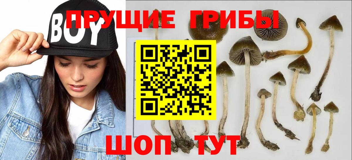 Лангепас  Галлюциногенные грибы Cubensis  Вход с VPN 